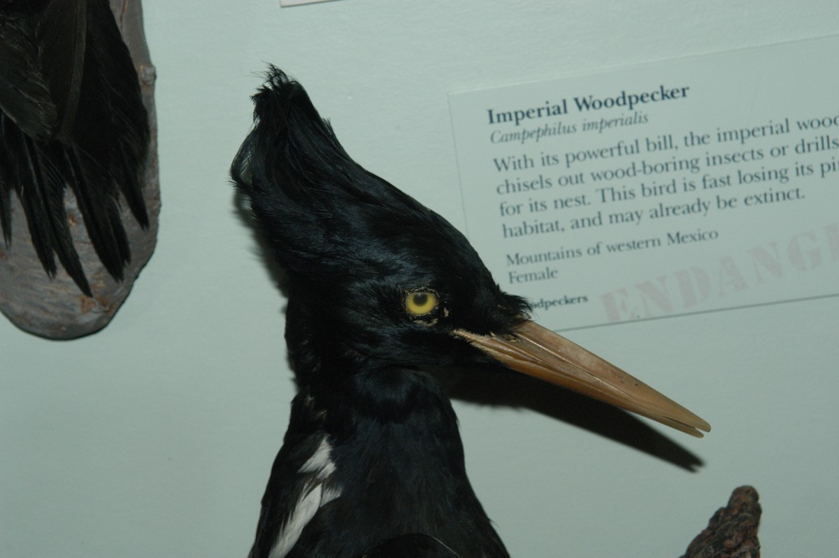 Imperial Woodpecker - ML724149