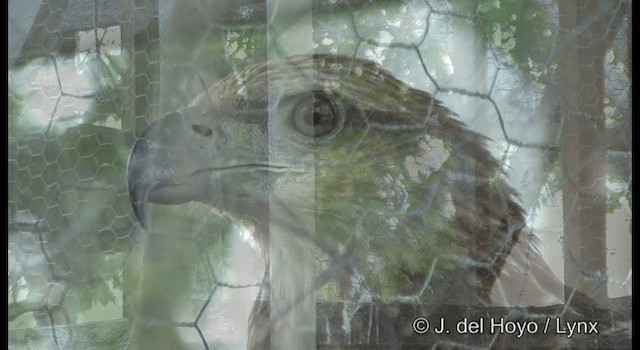 Соломонский орлан - ML724156