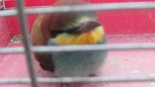 European Bee-eater - ML724159