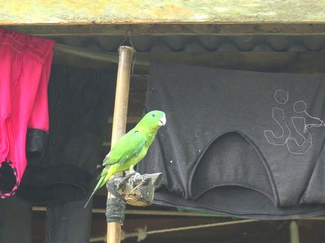 Mindanao Raket Kuyruklu Papağanı - ML724161