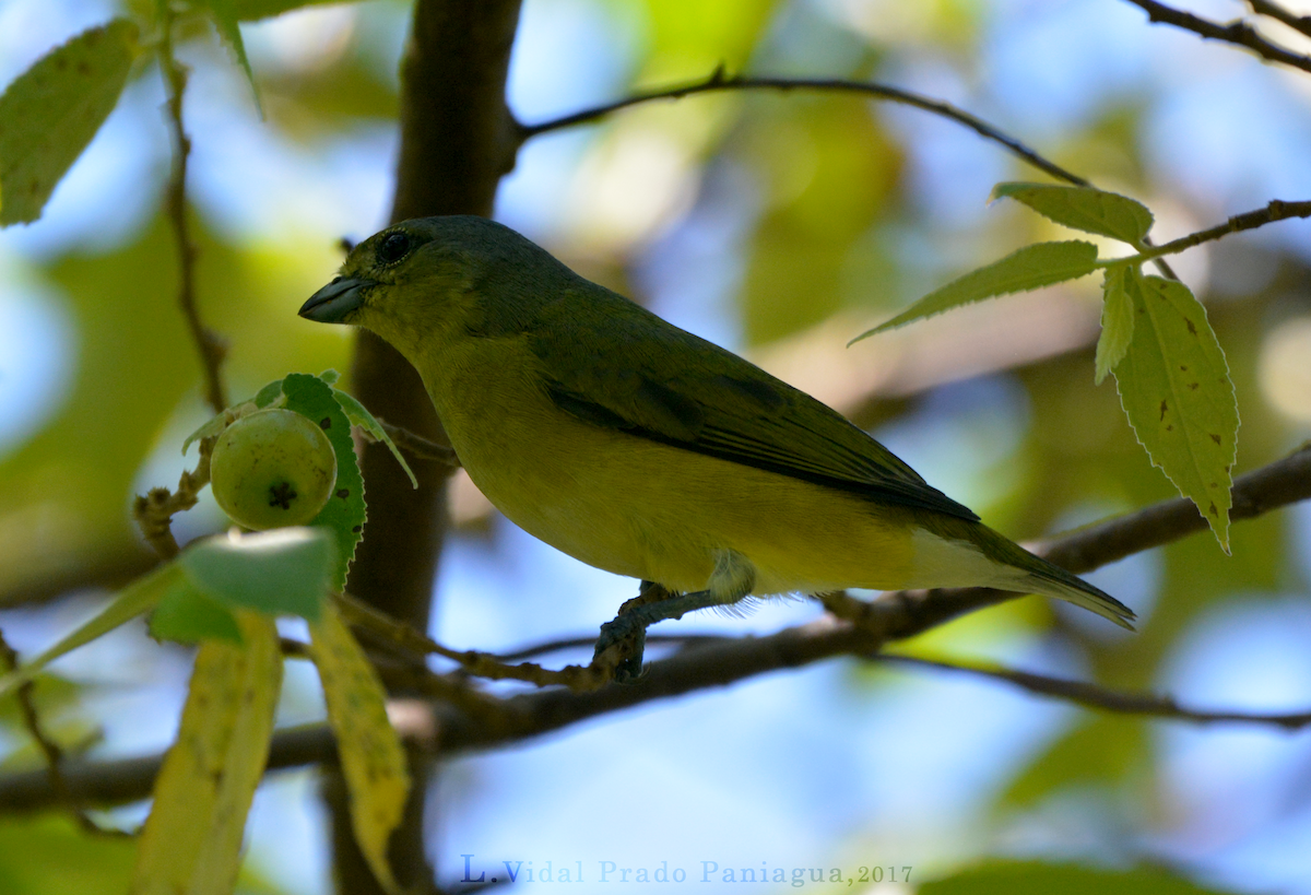 West Mexican Euphonia - ML72416161