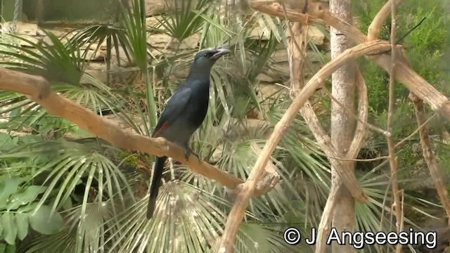 Red-winged Starling - ML724163