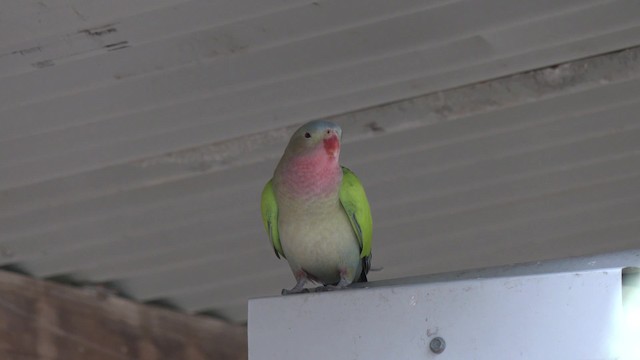 Розовогорлый попугай - ML724169