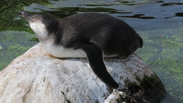 Pingüino de Humboldt - ML724170