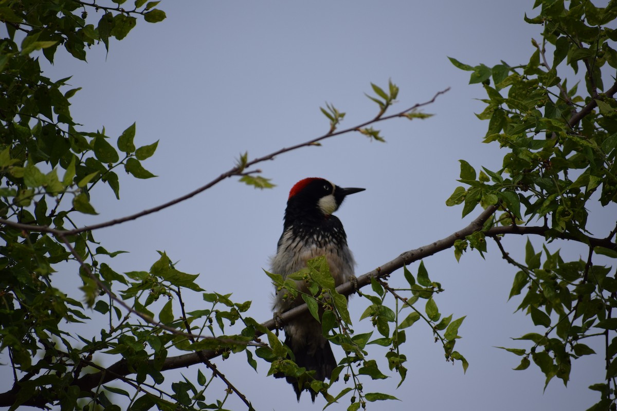 Acorn Woodpecker - Amiel Hopkins