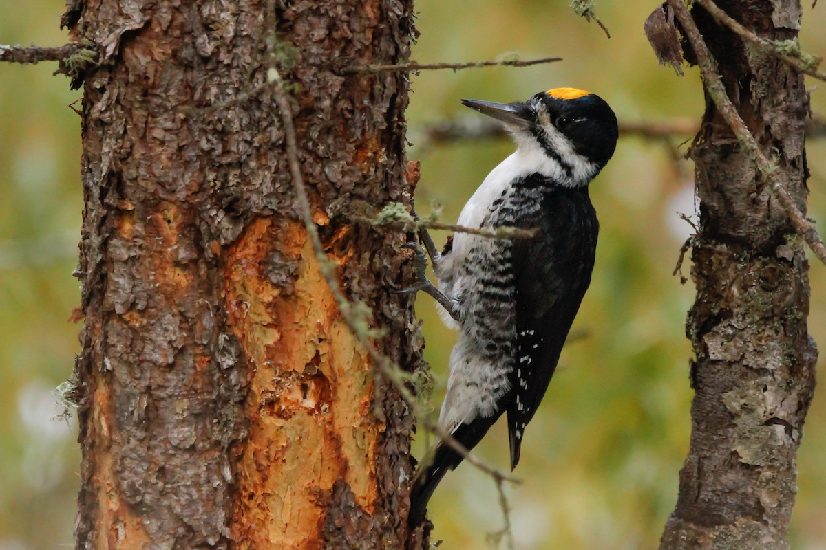 Black-backed Woodpecker - Connor Charchuk