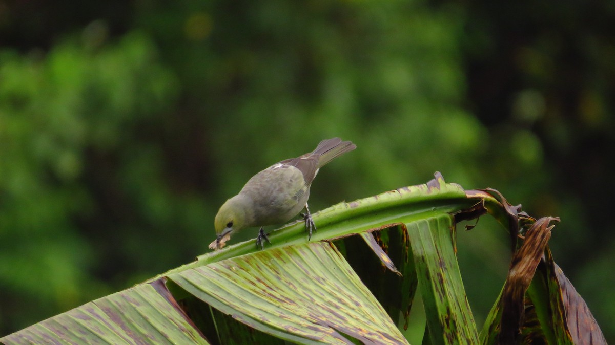 Palm Tanager - ML72422251