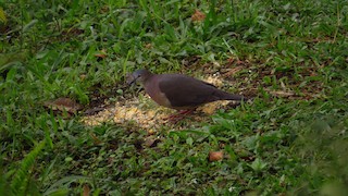  - Tolima Dove