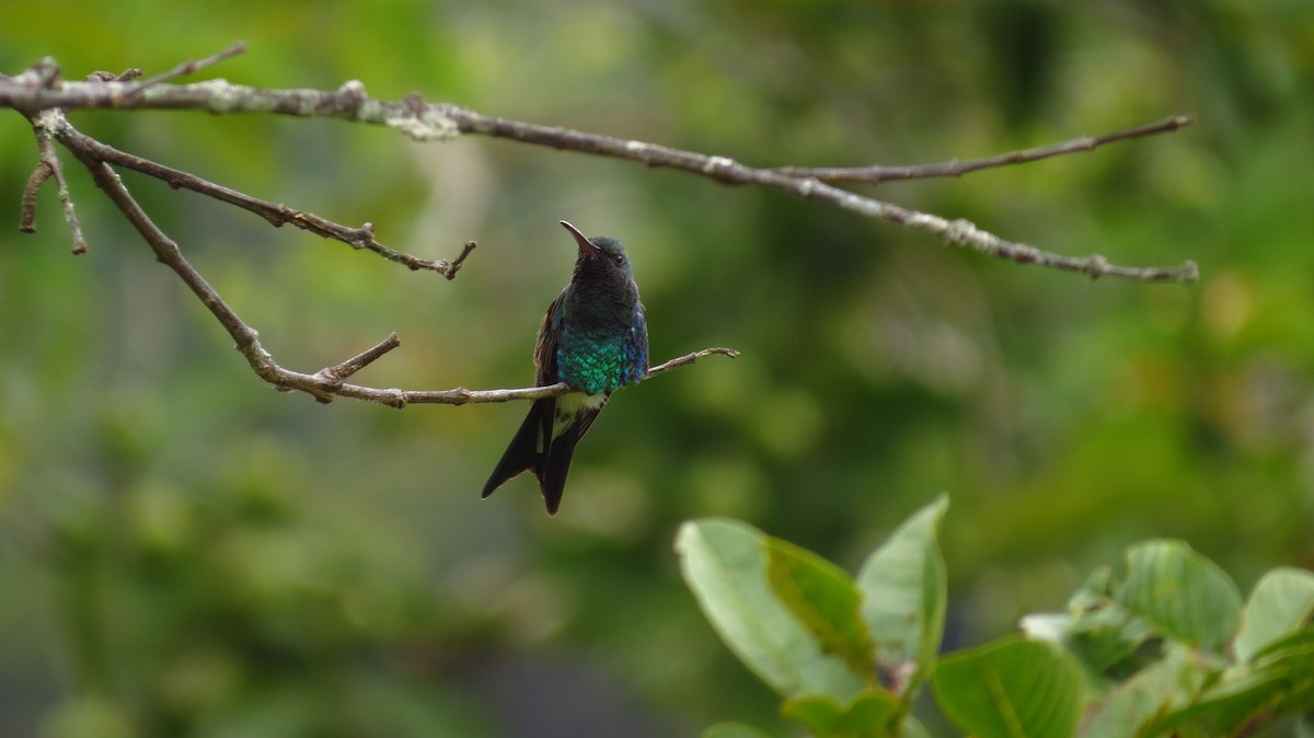 Shining-green Hummingbird - ML72422491