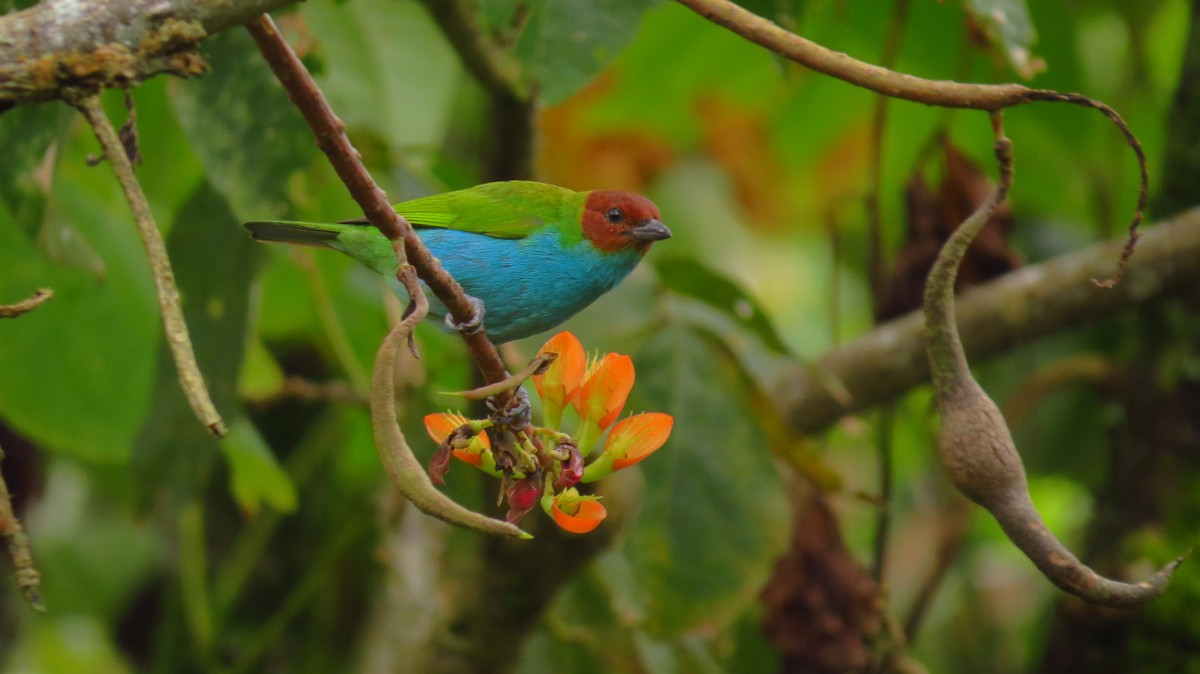 Bay-headed Tanager - ML72422521