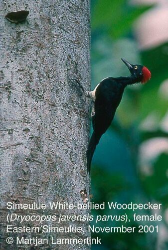 White-bellied Woodpecker - ML724227