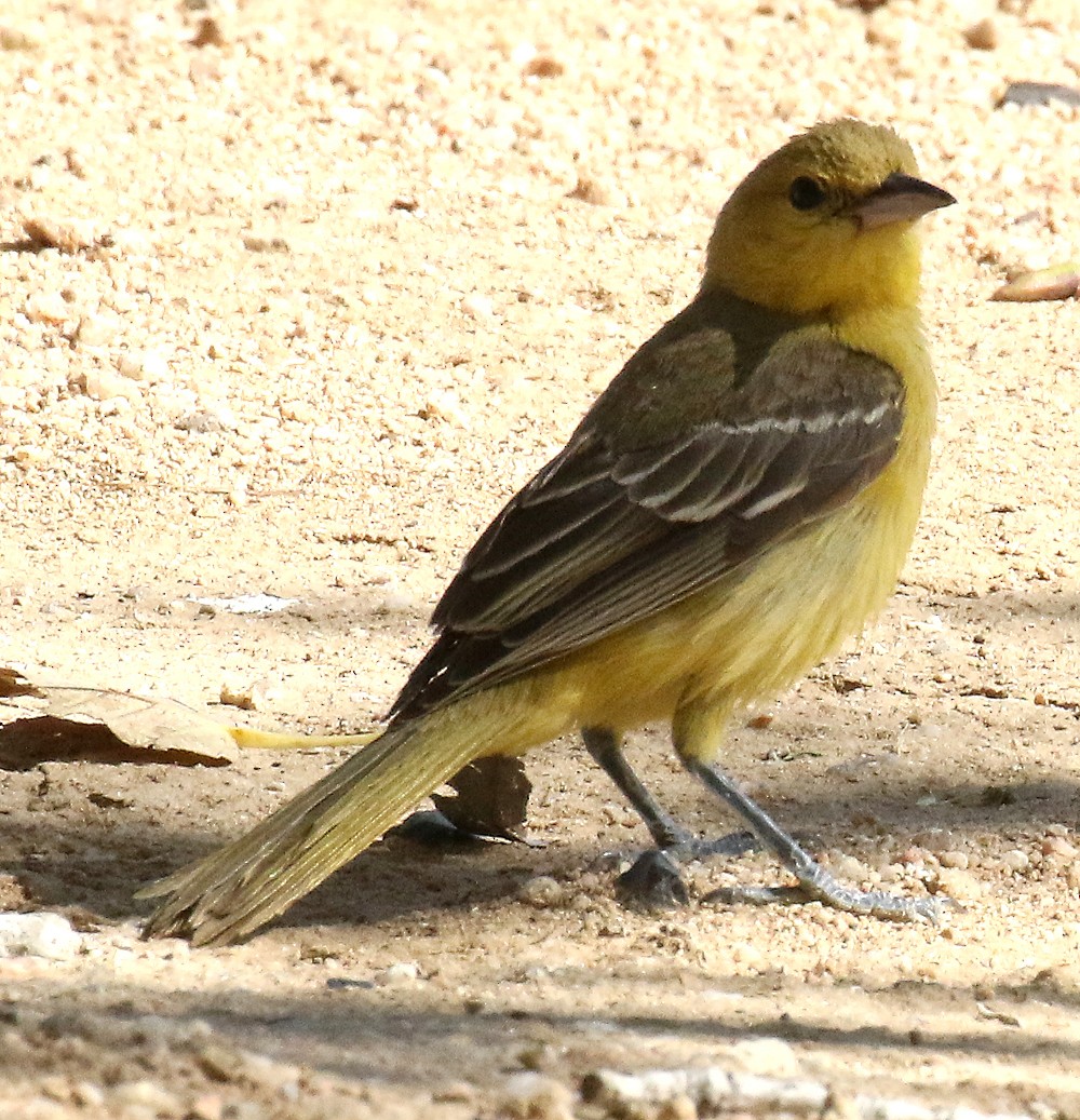 Orchard Oriole - ML72427021