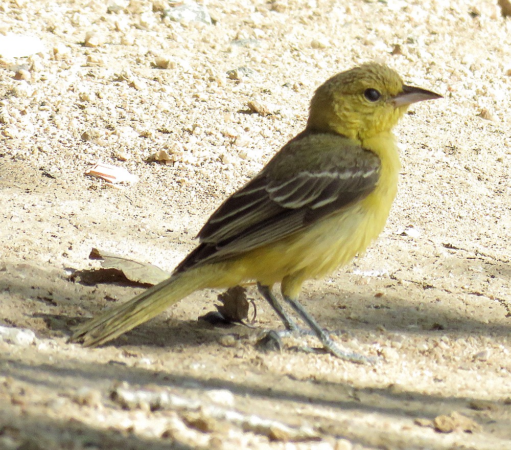 Orchard Oriole - ML72427121
