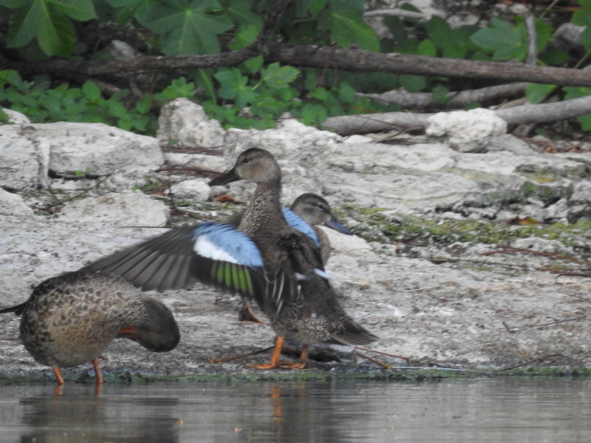 Blue-winged Teal - ML72427411