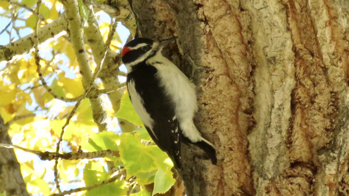 Hairy Woodpecker (Rocky Mts.) - ML72430001