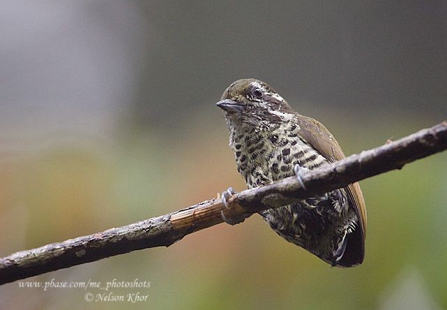 Speckled Piculet - ML724324