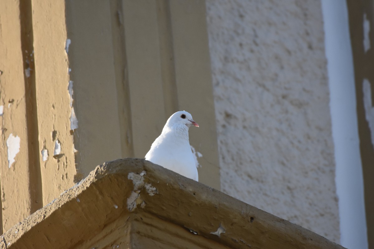 Rock Pigeon (Feral Pigeon) - ML72434551
