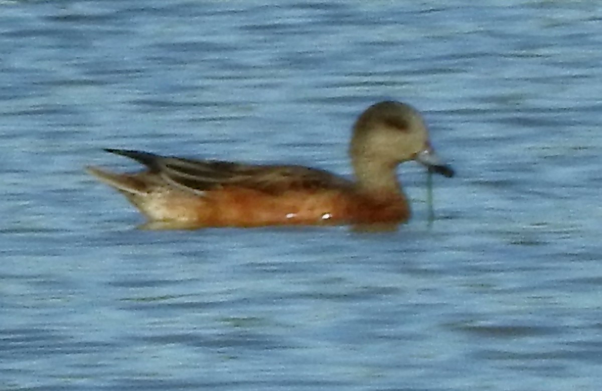 American Wigeon - Eric Haskell