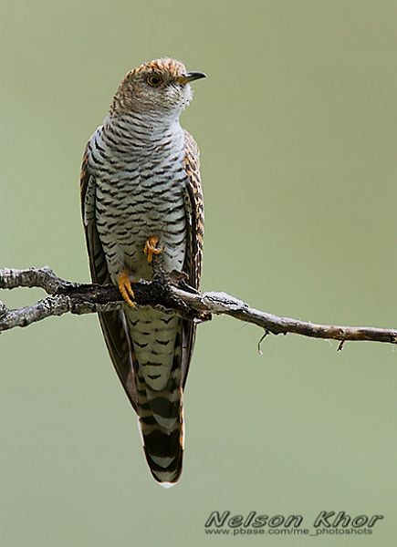 Common Cuckoo - ML724356