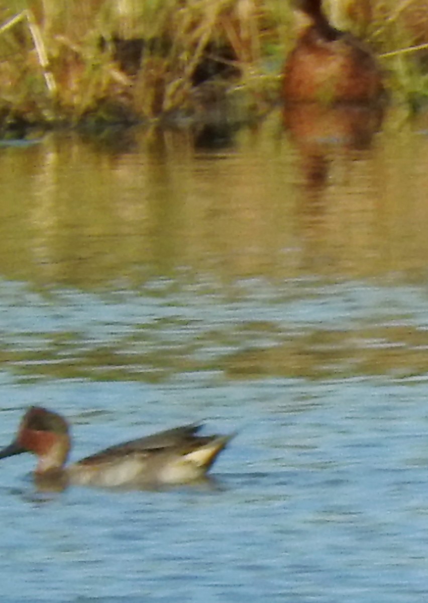 Green-winged Teal (American) - Eric Haskell