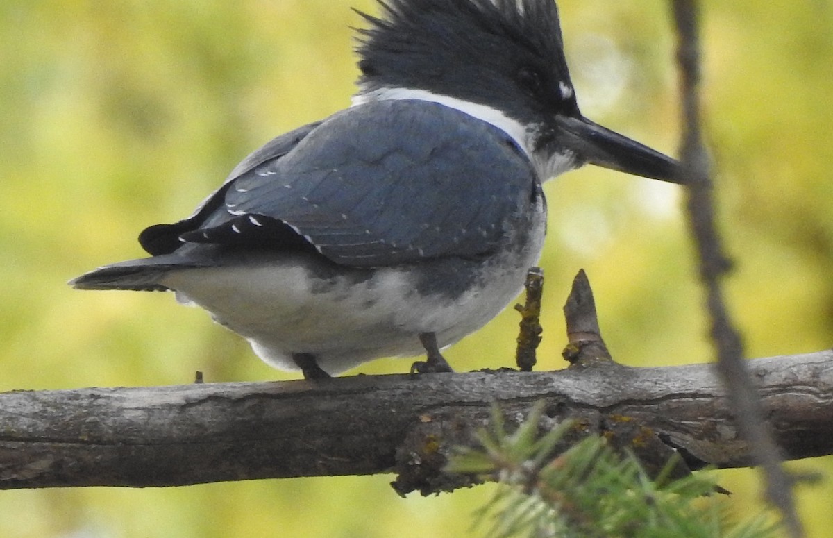 Belted Kingfisher - ML72436041