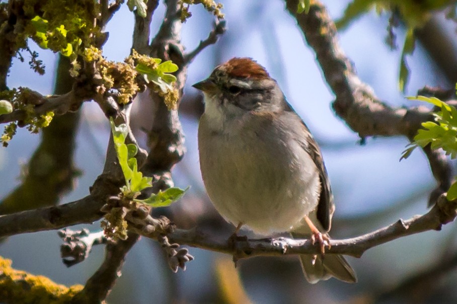 Chipping Sparrow - ML72436961