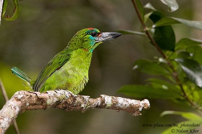 Red-throated Barbet - ML724386