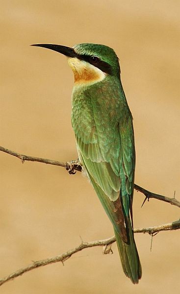 Blue-cheeked Bee-eater - ML724394