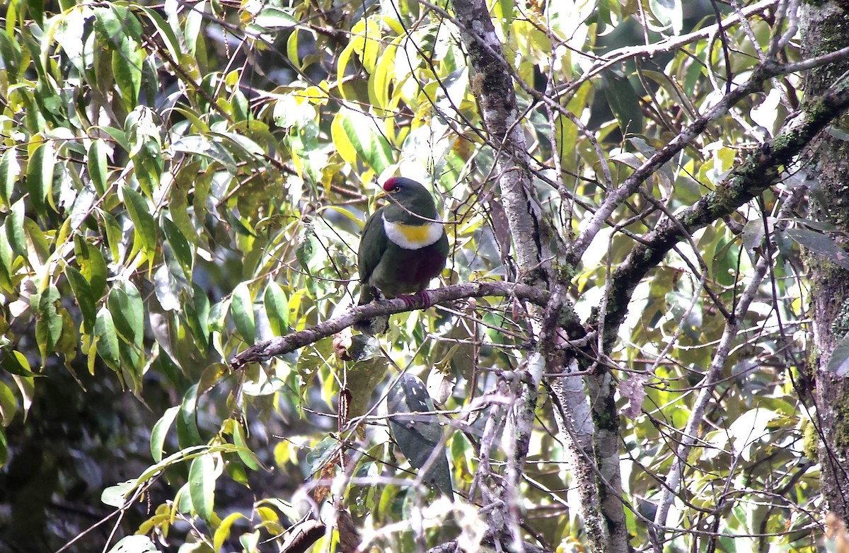 White-breasted Fruit-Dove - ML72443681
