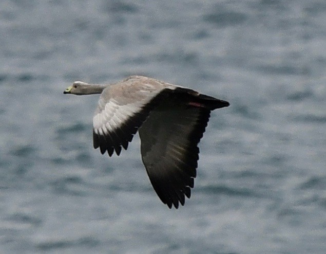 Cape Barren Goose - marcel finlay