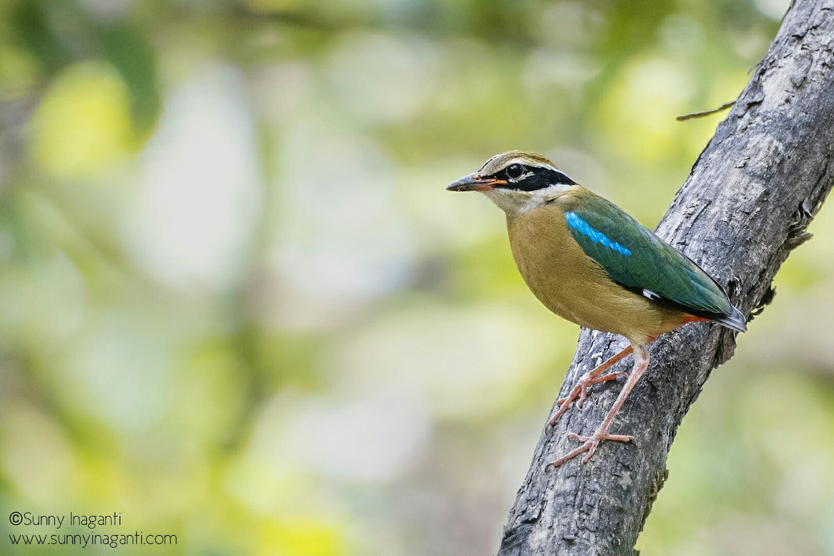 Indian Pitta - Fareed Mohmed