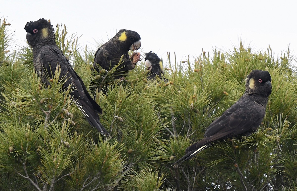 Yellow-tailed Black-Cockatoo - marcel finlay