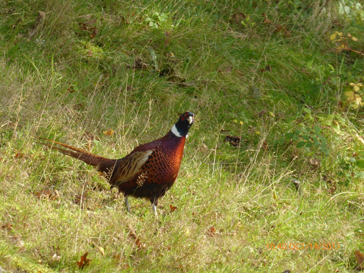 Ring-necked Pheasant - ML72448981