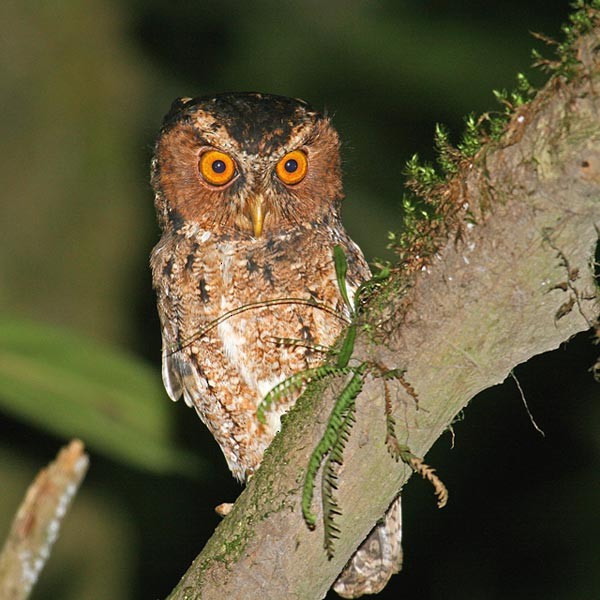 Rajah Scops-Owl (Sumatran) - ML724490