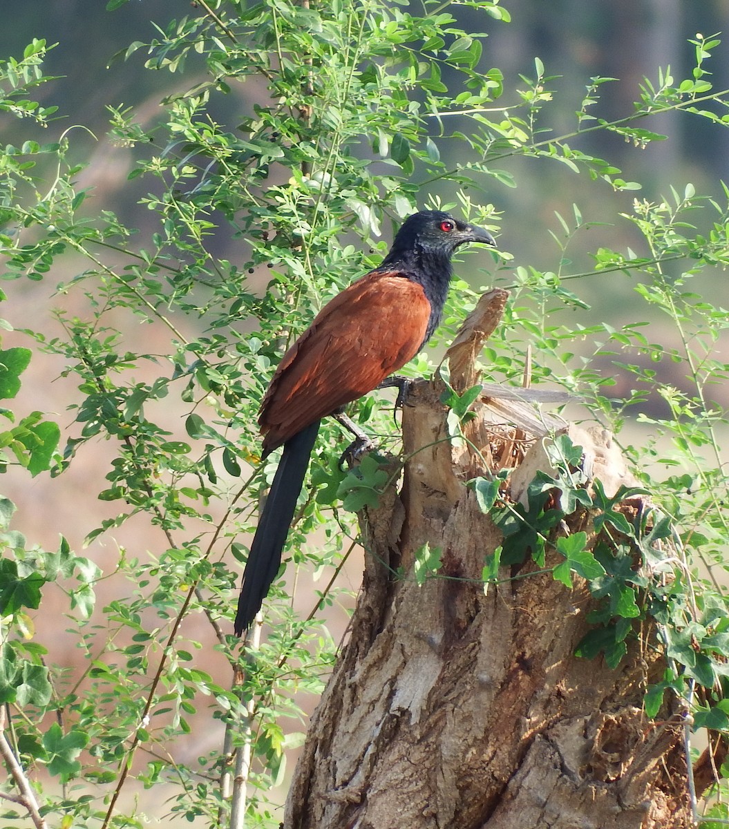 Greater Coucal - ML72450491