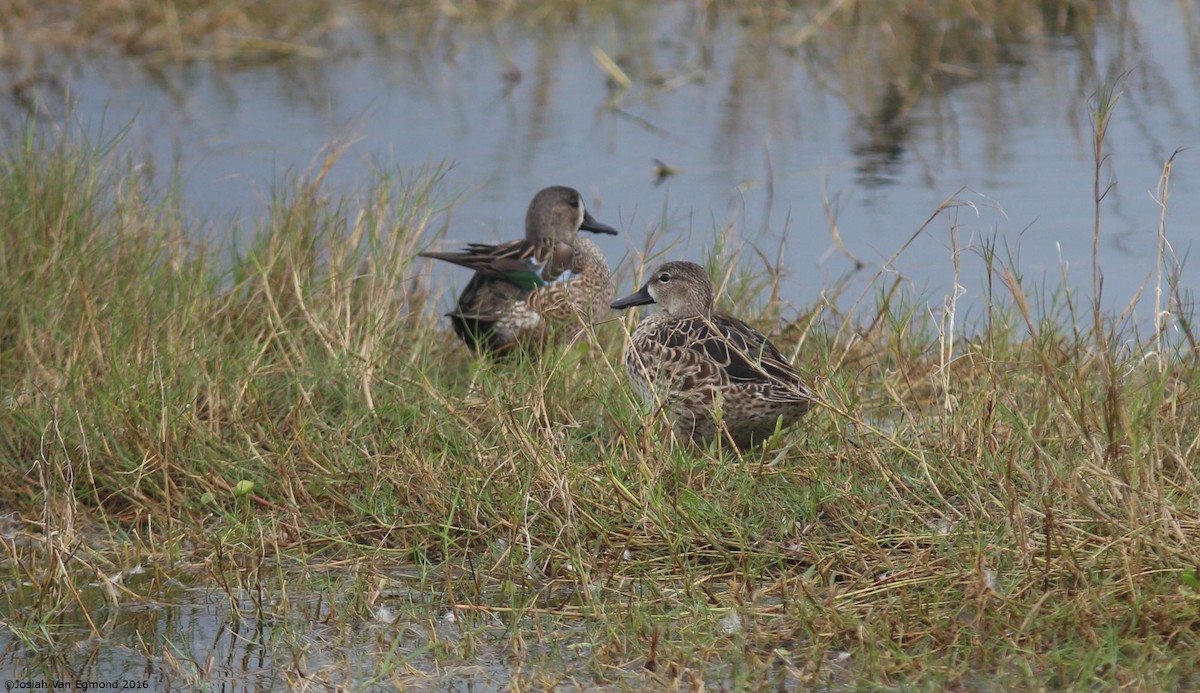 Blue-winged Teal - ML72451371