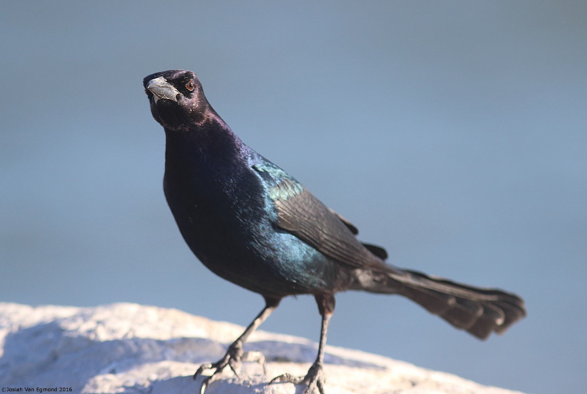 Boat-tailed Grackle - ML72451991