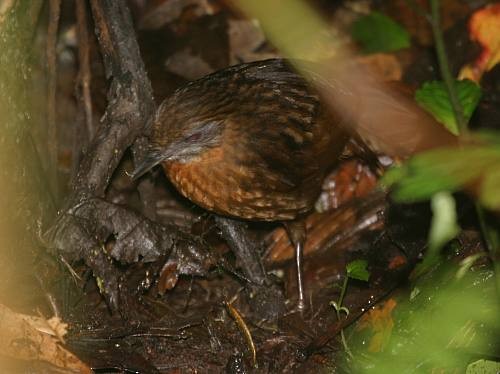 Rusty-breasted Wren-Babbler - ML724529