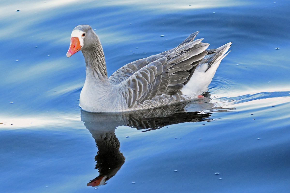 Domestic goose sp. (Domestic type) - ML72453251