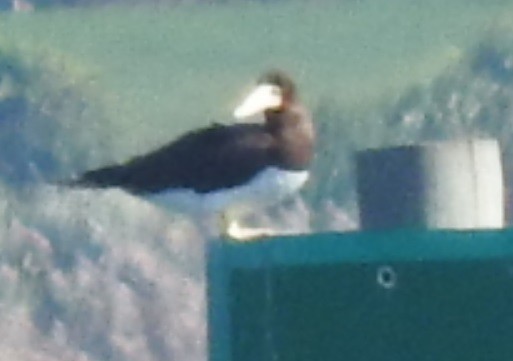 Brown Booby - ML72454081