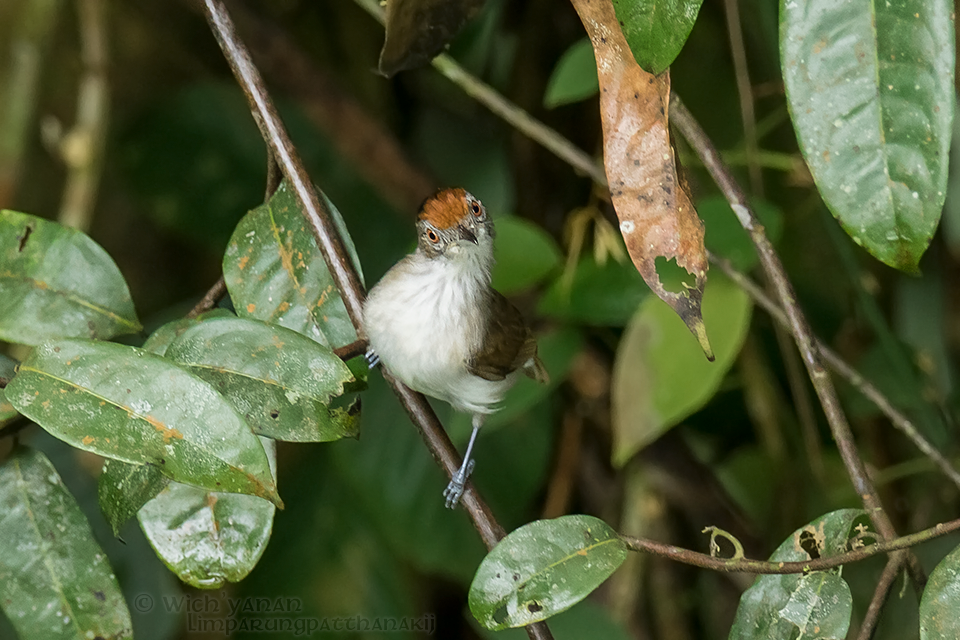 Rufous-crowned Babbler - Wich’yanan Limparungpatthanakij