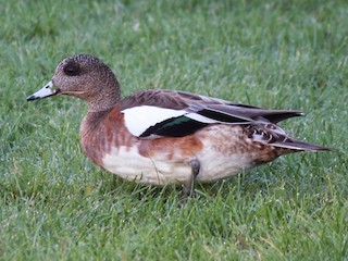  - American Wigeon