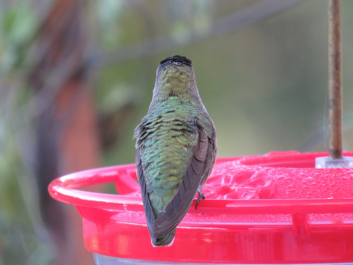 Anna's Hummingbird - ML72456551