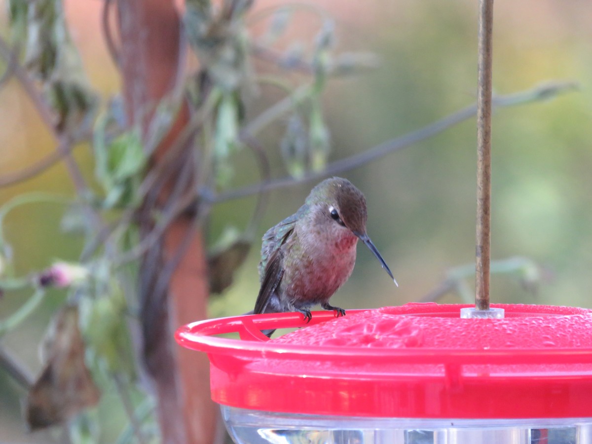 Anna's Hummingbird - ML72456731