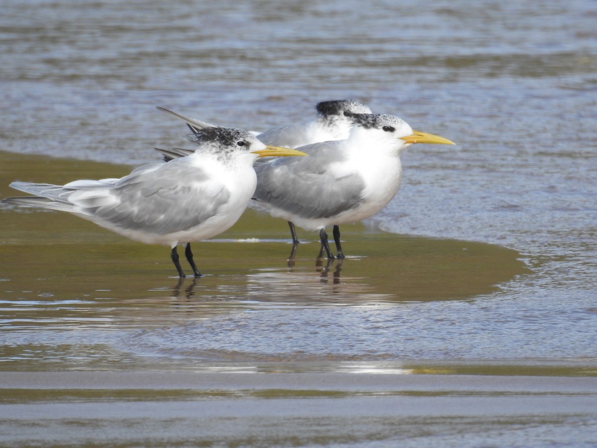 Great Crested Tern - ML72457131