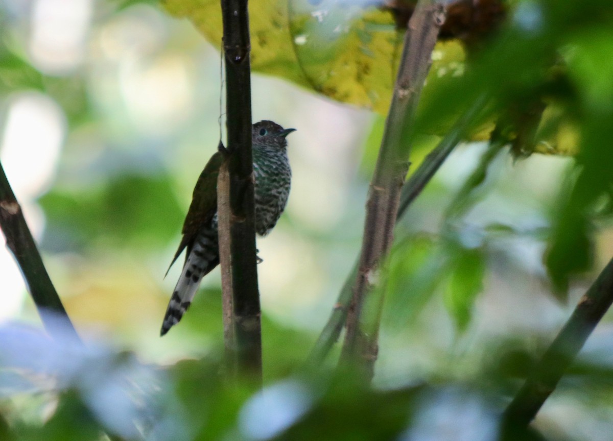African Emerald Cuckoo - David Guarnieri