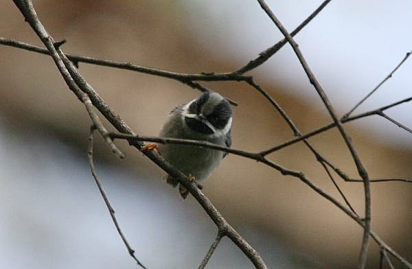 Black-throated Tit (Gray-crowned) - ML724583