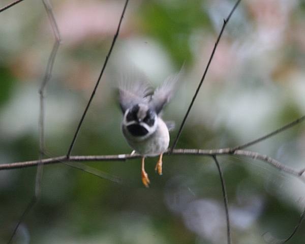 Black-throated Tit (Gray-crowned) - ML724584