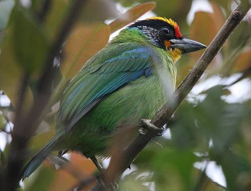 Necklaced Barbet - Janos  Olah