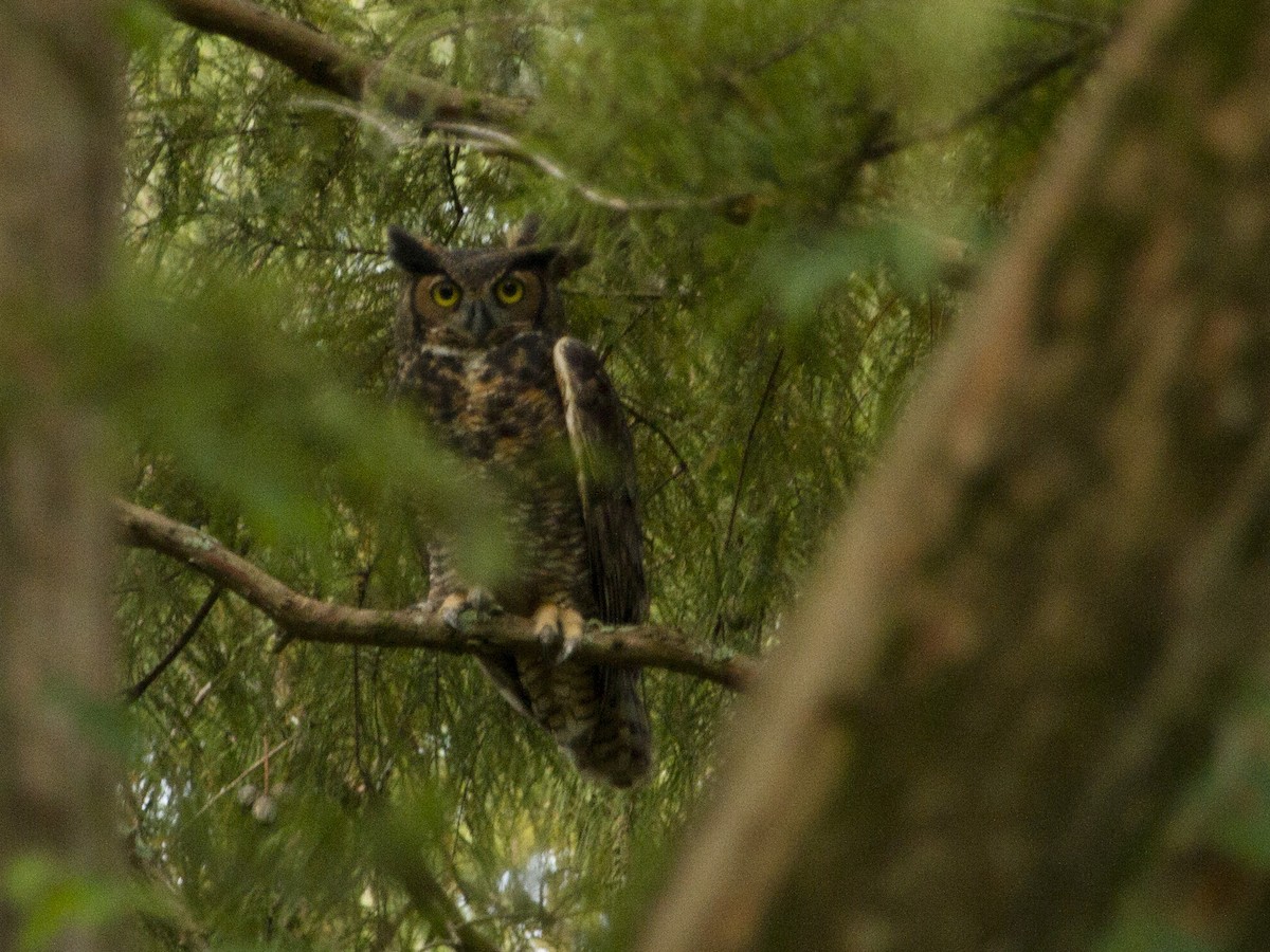 Great Horned Owl - Phil Stouffer